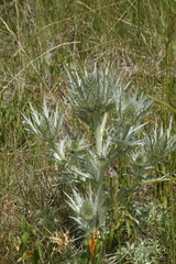 Eryngium spinalba