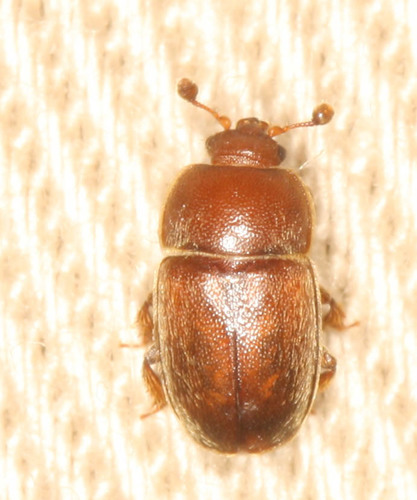 Nitidulidae