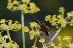 Ichneumonidae