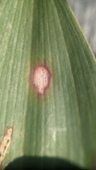 Phyllosticta cruenta