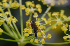 Ichneumonidae