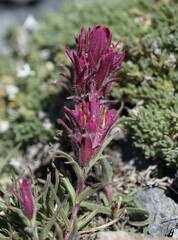 Castilleja rubida
