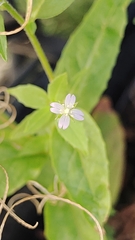 Epilobium ciliatum