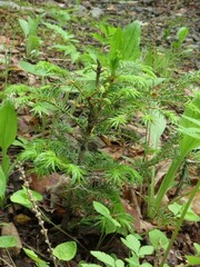 Picea jezoensis