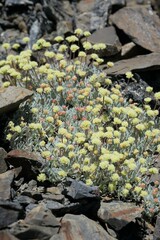 Eriogonum scopulorum