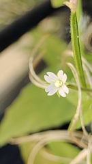 Epilobium ciliatum