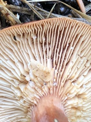 Lactarius badiosanguineus