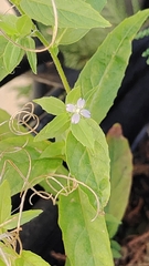Epilobium ciliatum