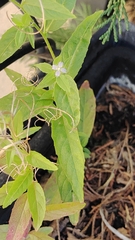 Epilobium ciliatum