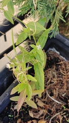 Epilobium ciliatum