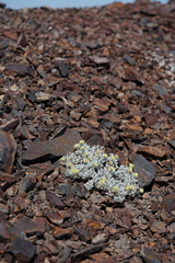 Eriogonum scopulorum