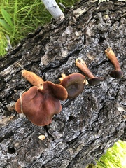 Lactarius badiosanguineus