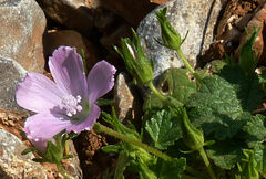 Malva cretica