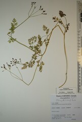 Chaerophyllum procumbens shortii