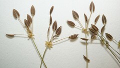 Chaerophyllum procumbens shortii