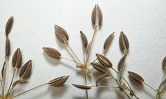 Chaerophyllum procumbens shortii