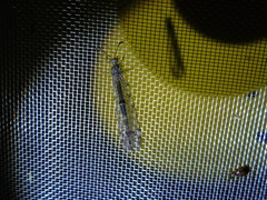 Distoleon tetragrammicus