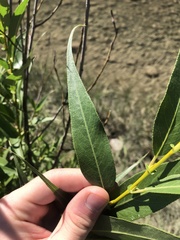 Salix lasiandra caudata