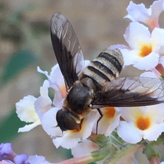 Exoprosopa brevirostris