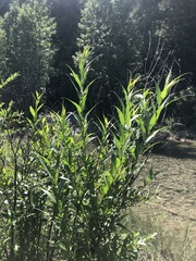 Salix lasiandra caudata