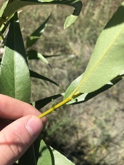 Salix lasiandra caudata