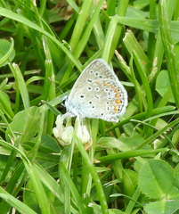 Polyommatus icarus