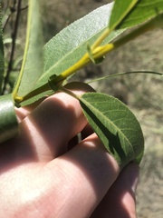 Salix lasiandra caudata