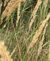 Melica transsilvanica
