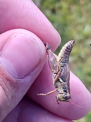 Melanoplus stupefactus