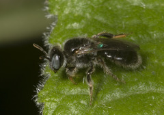 Hypomacrotera