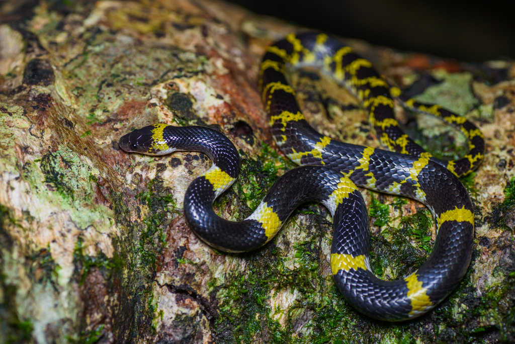 Laotian Wolf Snake