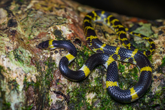 Laotian Wolf Snake photo 1