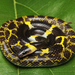 Laotian Wolf Snake - Photo (c) 1davidfrohlich, some rights reserved (CC BY-SA)