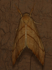Drepana bilineata