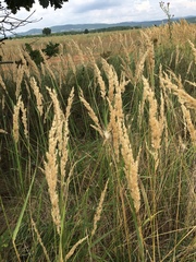 Melica transsilvanica