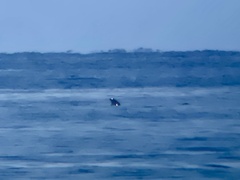Globicephala macrorhynchus