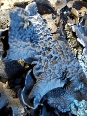 Umbilicaria decussata