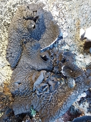 Umbilicaria decussata