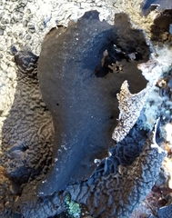 Umbilicaria decussata