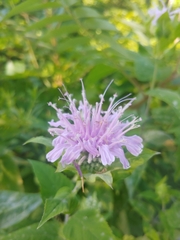 Monarda fistulosa