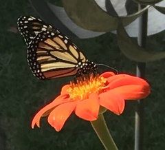 Danaus plexippus