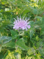 Monarda fistulosa