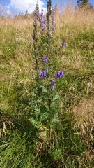 Aconitum variegatum