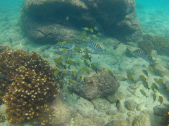 Haemulon scudderii