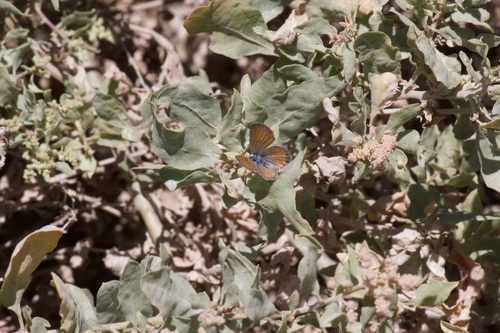 iNaturalist observation photo of Western Pygmy-Blue