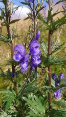 Aconitum variegatum