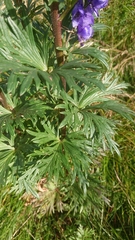 Aconitum variegatum