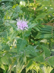 Monarda fistulosa
