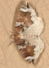 Eulithis xylina