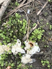 Sebacina incrustans